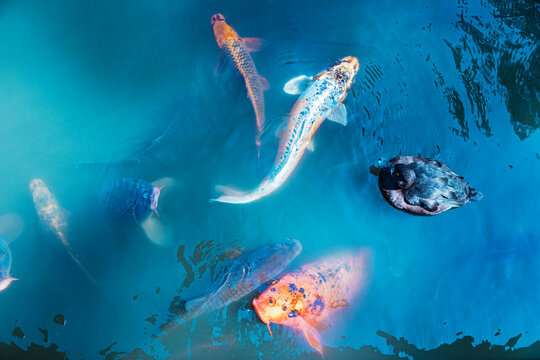 Koi fish and a black duck swimming in a tranquil pond - Powered by Adobe