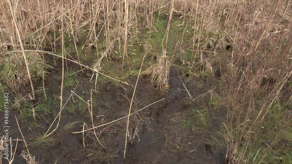 Poster vegetation still in hibernation mode at the beginning of spring, covered with a bit of water. this c