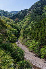 Obraz premium 新緑が美しい渓谷。 神奈川県清川村、早戸川林道-2025年 