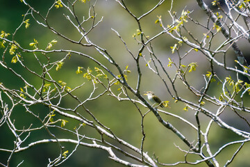 さえずる可愛いセンダイムシクイ（ムシクイ科）
英名学名：Eastern Crowned Warbler (Phylloscopus coronatus, family comprising Warbler)
新緑が美しい渓谷。
神奈川県清川村、早戸川林道-2025年
