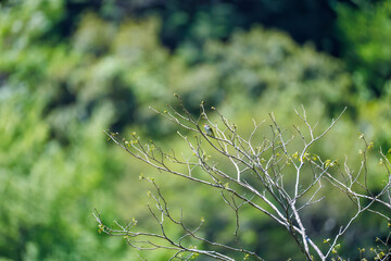 Fototapeta premium さえずる可愛いセンダイムシクイ（ムシクイ科） 英名学名：Eastern Crowned Warbler (Phylloscopus coronatus, family comprising Warbler) 新緑が美しい渓谷。 神奈川県清川村、早戸川林道-2025年 