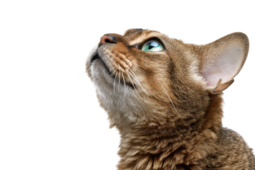 Close-up of curious tabby cat looking up against black background, cut out