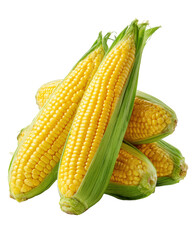 Fresh sweet corn on cob, vibrant yellow kernels, surrounded by green husks, showcases its natural beauty and freshness, perfect for summer dishes and grilling