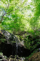 Obraz premium 苔むした岩と新緑の崖から落ちる美しい小さな滝 新緑が美しい渓谷。 神奈川県清川村、早戸川林道-2025年 