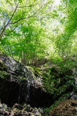 Obraz premium 苔むした岩と新緑の崖から落ちる美しい小さな滝 新緑が美しい渓谷。 神奈川県清川村、早戸川林道-2025年 