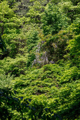 新緑が美しい渓谷。
神奈川県清川村、早戸川林道-2025年
