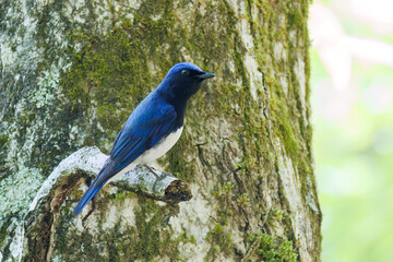 新緑の中、大きく美しい声でさえずる美しいオオルリ（ヒタキ科）
新緑が美しい渓谷。
神奈川県清川村、早戸川林道-2025年
