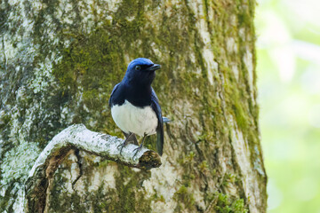 新緑の中、大きく美しい声でさえずる美しいオオルリ（ヒタキ科）
新緑が美しい渓谷。
神奈川県清川村、早戸川林道-2025年
