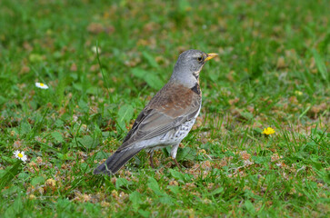 Fieldfare (Turdus pilaris) wild bird standing  in green grass on spring meadow .Closeup photo. Fauna , birds wildlife  in spring.