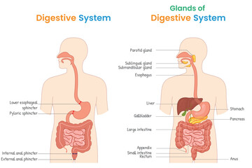 Complete Labeled Digestive System Anatomy with Organs and Glands