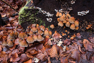 Mushrooms growing in leaves at Karlstal in Germany