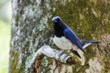 新緑の中、大きく美しい声でさえずる美しいオオルリ（ヒタキ科）
新緑が美しい渓谷。
神奈川県清川村、早戸川林道-2025年
