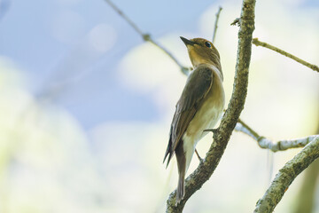 新緑の中、大きく美しい声でさえずる美しいオオルリ（ヒタキ科）
新緑が美しい渓谷。
神奈川県清川村、早戸川林道-2025年
