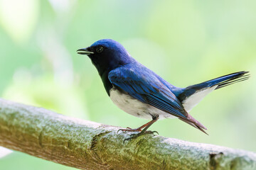 新緑の中、大きく美しい声でさえずる美しいオオルリ（ヒタキ科）
新緑が美しい渓谷。
神奈川県清川村、早戸川林道-2025年
