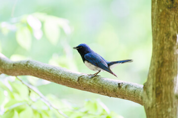 新緑の中、大きく美しい声でさえずる美しいオオルリ（ヒタキ科）
新緑が美しい渓谷。
神奈川県清川村、早戸川林道-2025年
