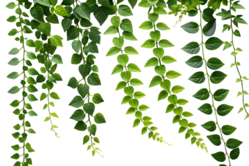 Cascading green foliage arrangements isolated on PNG.