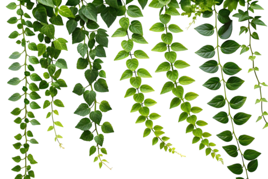 Cascading green foliage arrangements isolated on PNG.
