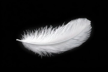 Obraz premium Close-up of a delicate white feather against a solid black background, highlighting its soft texture and fine details
