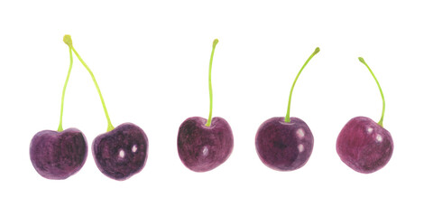 アメリカンチェリーのアナログ水彩イラスト素材