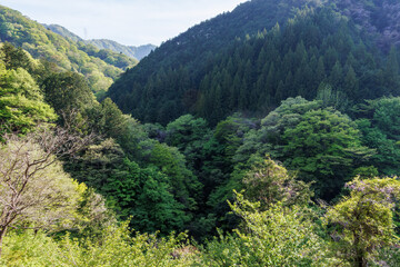 新緑が美しい渓谷。
神奈川県清川村、早戸川林道-2025年
