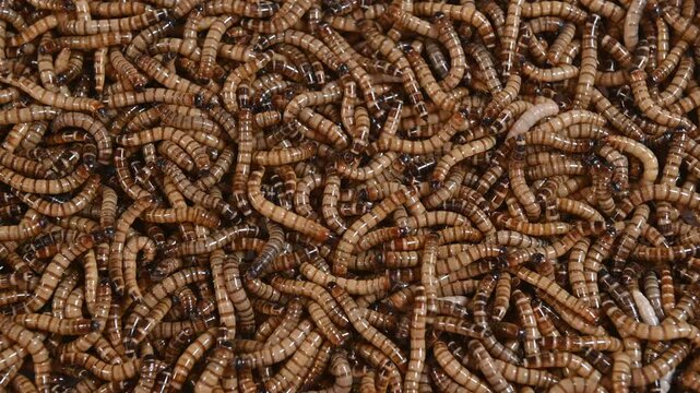 4K Top view fodder worms for exotic animals