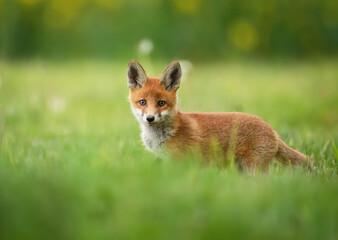 Cute young red fox ( Vulpes vulpes )
