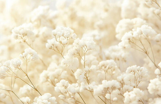 beautiful lilac dried baby's breath flowers against a soft whit background