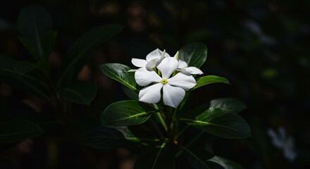 Elegant white periwinkle bloom illuminated against a dark green