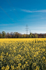 Champ de colza en pleine floraison sous la lumière du printemps, formant une mer de fleurs jaunes éclatantes. À l’arrière-plan, une forêt verdoyante borde l’horizon