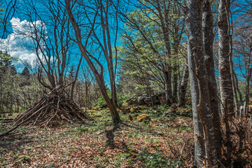 Forêt dense au sommet du Salève, composée d’arbres feuillus et de conifères, baignée de lumière naturelle filtrée par le feuillage. Un environnement calme et verdoyant