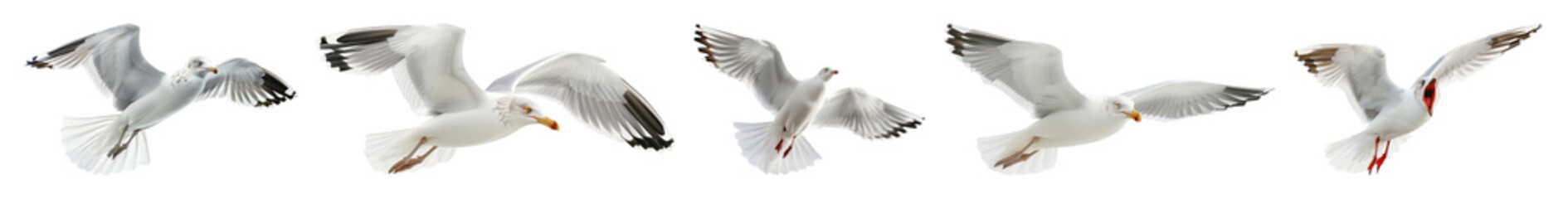Fototapeta premium PNG Seagulls soaring in flight, element set on transparent background