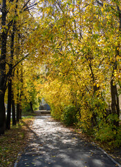 Autumn pathway surrounded by vibrant yellow foliage creating a serene outdoor atmosphere