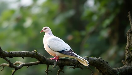 white dove perched on a branch
