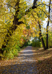 Serene autumn pathway surrounded by vibrant yellow and green foliage in a tranquil park setting