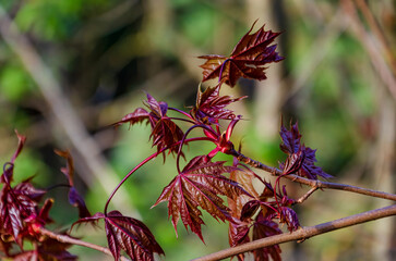 Deep red maple leaves unfolding in vibrant sunlight during early springtime growth. Fresh maple leaves unfolding, dynamic energy, sunny mood, close-up view, forest edge, nature and growth concept.