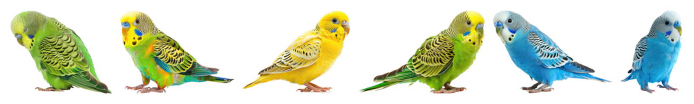PNG Colorful parakeets perched together, element set on transparent background