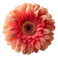 Fototapeta premium Close-up of a vibrant and detailed gerbera daisy flower with soft petals in shades of pink red and peach with a white background