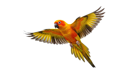 A vibrant Aratinga solstitialis, or Sun Parakeet, captured beautifully in flight and isolated on a transparent background. Perfect for tropical bird, exotic animal, and nature themes.