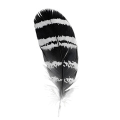 Black and white striped bird feather isolated on black
