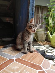 cat on the porch