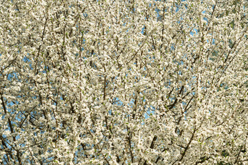 White spring flowers on a blooming tree branch with small blossoms and vibrant blue sky. Nature background for seasonal design.