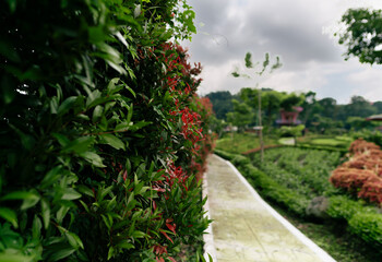Naklejka premium Lush Green Landscape with Pathway Through a Vibrant Garden