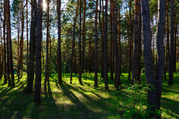 Sunlight illuminating green grass and tree trunks in a forest, creating natural reflections and shadows. A beautiful spring or summer woodland scene.