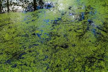 Green duckweed covering the surface of a pond, creating a natural abstract background. Algae bloom on water. Organic texture.