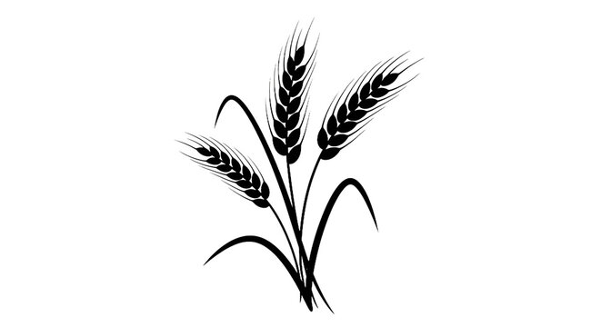 Fototapeta A clean, stylized black silhouette of three stalks of wheat grain, isolated on a white background. Ideal for agriculture, food, natural, and minimalist design themes.