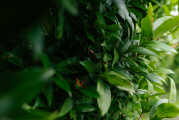 Lush Greenery with Close-Up of Leaves in a Natural Setting