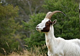  White goat with curved horns standing in lush green field against trees
