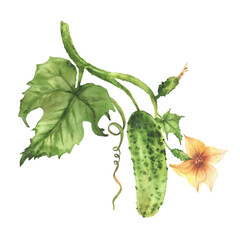 Cucumber plant with green vegetables, yellow flower, green leaf, tendril and bud on vine. Different growth stages. Hand drawn watercolor for farm packaging, label, cookbooks, garden seeds. Isolated