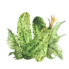 Prickly cucumbers with leaves and buds. Watercolor illustration hand drawn Botanical green vegetable harvest. Realistic plant isolated from background for farm food label, eco market, seed packaging.
