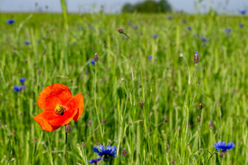 Red poppy blooming in a green meadow with cornflowers – summer wildflower landscape